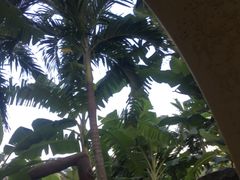 -100蛋泥浆浴