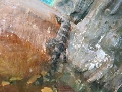 -上海大自然野生昆虫馆(东方明珠·爬宠昆虫探索中心)