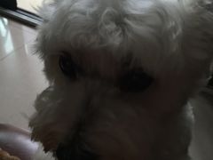 -顺强宠物诊所·狂犬免疫·夜诊·骨科(嘉定店)