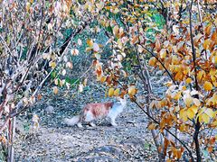 -北京西山国家森林公园