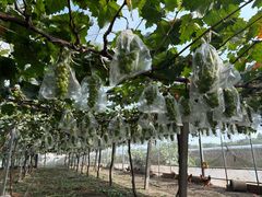 -马陆小张葡萄园农家乐