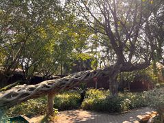 -瑞丽独树成林风景区