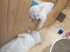 -屋虎猫馆(宝安大仟里店)