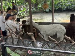 -深圳野生动物园