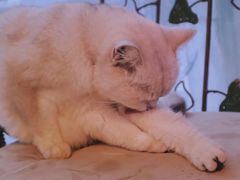 -平行世界·猫咖(首经贸店)