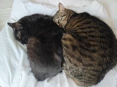 -伟伟宠物医院·瑞派猫友好医院·猫科(光谷店)