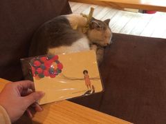 -猫的天空之城概念书店(丽江古城饮玉巷店)