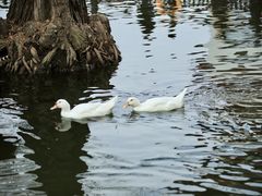 -莫愁湖公园