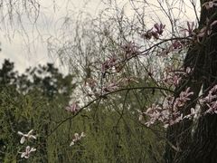 -上海共青森林公园