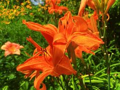 -国家植物园南园