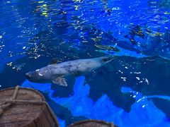 -海合安青岛极地海洋公园