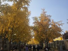 -三里屯东五街银杏大道
