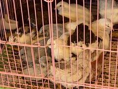 -青石桥花鸟鱼虫市场(叠翠城店)