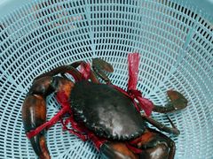 缅甸肉蟹-金螃蟹