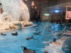 -帝企鹅自助餐厅•儿童岛•真企鹅(长隆企鹅酒店)