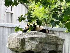 -卧龙中华大熊猫苑神树坪基地