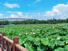-荷塘月色湿地公园·向阳花洲