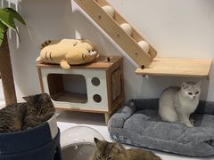 -COLOR PETS 撸猫馆·购猫·猫咖(长风大悦城店)