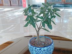 -东尊华美达广场酒店·东尊阁美食中餐厅