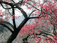 -杭州植物园