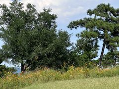 -北京西山国家森林公园