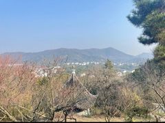 -香雪海