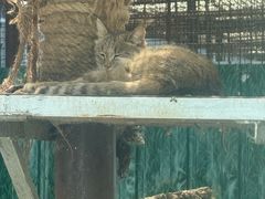 -青藏高原野生动物园