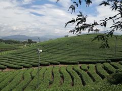 -大唐贡茶院