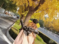 -三里屯东五街银杏大道