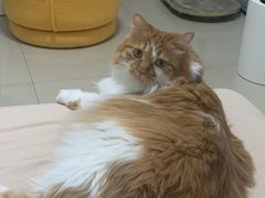 -海关荤豆花(洋河一路店)