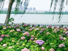 -金银湖国家城市湿地公园