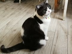 -海边的猫和咖啡馆