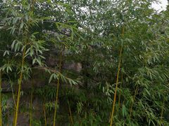 -放鹰台遗址