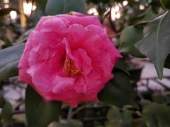 -金花茶公园