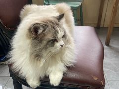 -猫小院猫主题餐厅(南锣旗舰店)