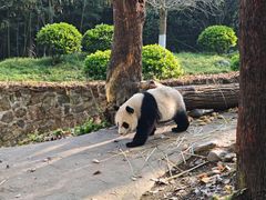 -都江堰中华大熊猫苑