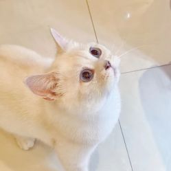 -HEYAN荷妍专业脱毛连锁机构