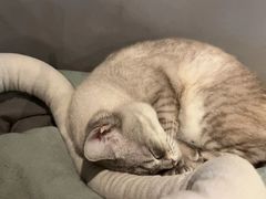 -脉冲品质汽美·贴膜(闵行店)