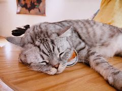 -猫友咖啡店(玉林西路店)