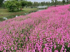 -花开海上生态园