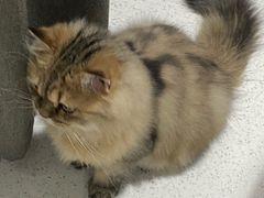 -瑞派康怡24h宠物医院·犬猫医疗中心·微创绝育(瑞景分院)