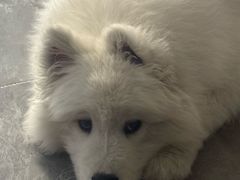 -艾贝尔宠物医院·狂犬免疫点(江山金象城店)