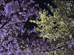 -西北湖绿化广场