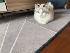 -派多格宠物·购宠(靛厂路店)