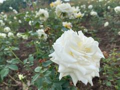 -上海滨江森林公园