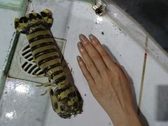 -海盗餐厅