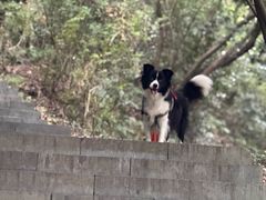 -杭州半山国家森林公园