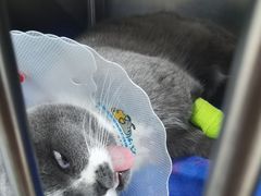 -佑安动物医院·全科·内窥镜中心(幸福巷店)