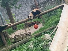 -都江堰中华大熊猫苑
