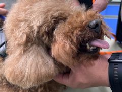 -瑞派动物医院·猫专科·至诚(江南中分院)